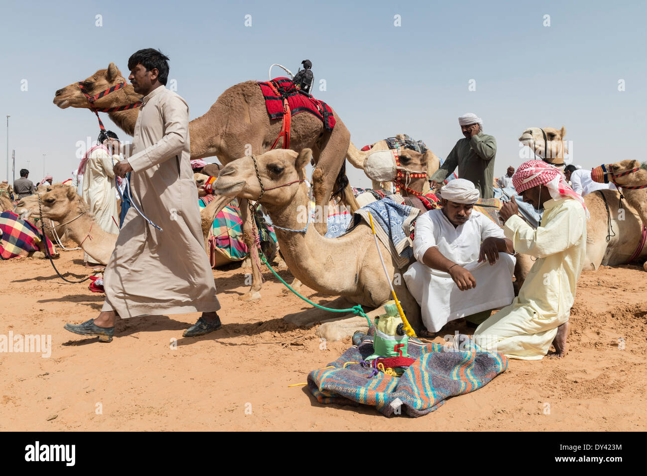 Camel racing festival al cammello Marmoum racing racetrack in Dubai Emirati Arabi Uniti Foto Stock
