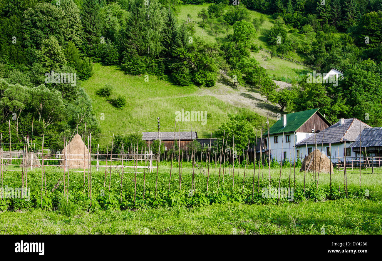 Un curato giardino vegetale con letti di varie vegetale in Maramures Romania Foto Stock