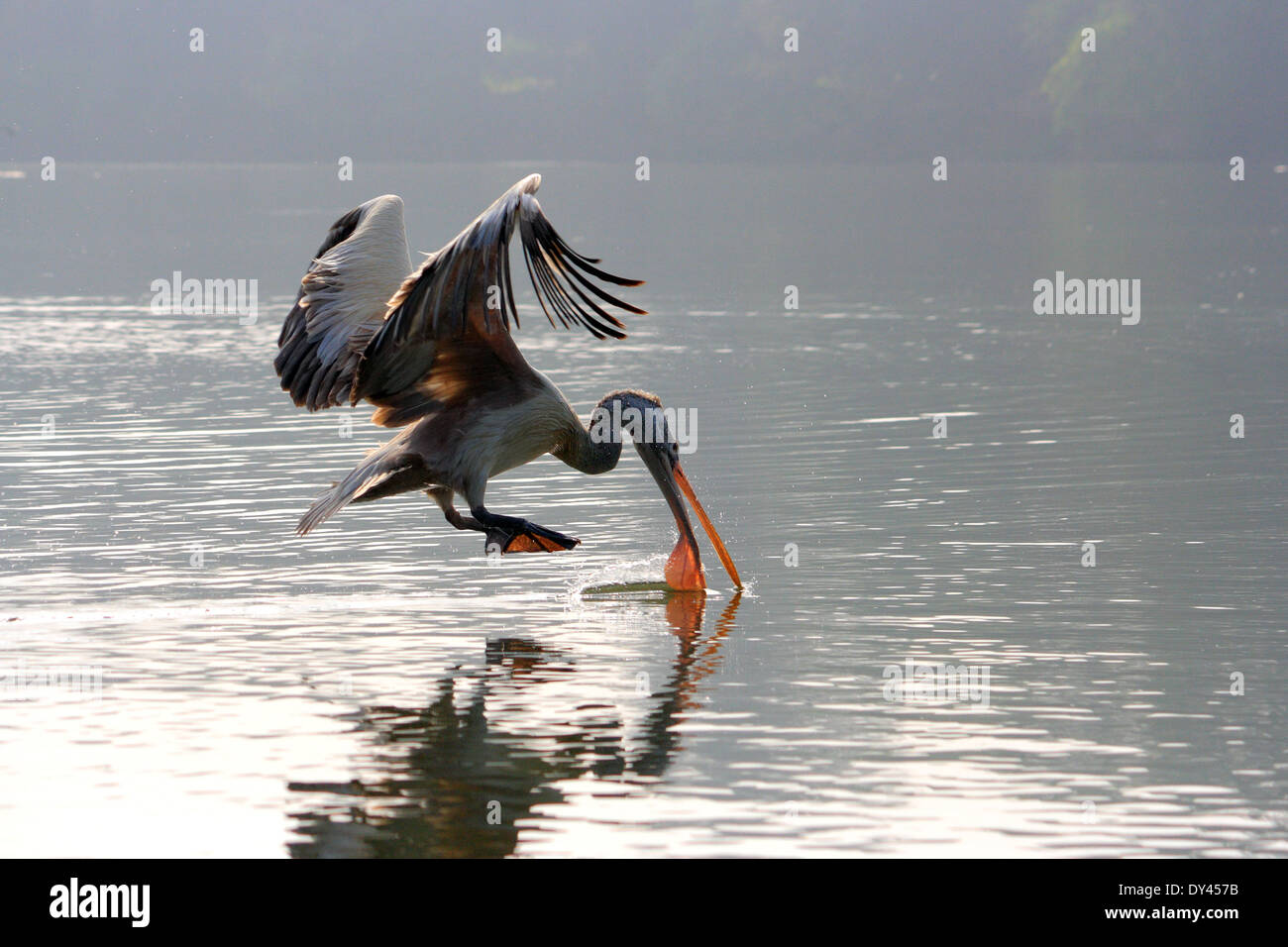 Pellicano grigio acqua potabile in aria a Ranganthittu Bird Sanctuary, Karnataka, India Foto Stock