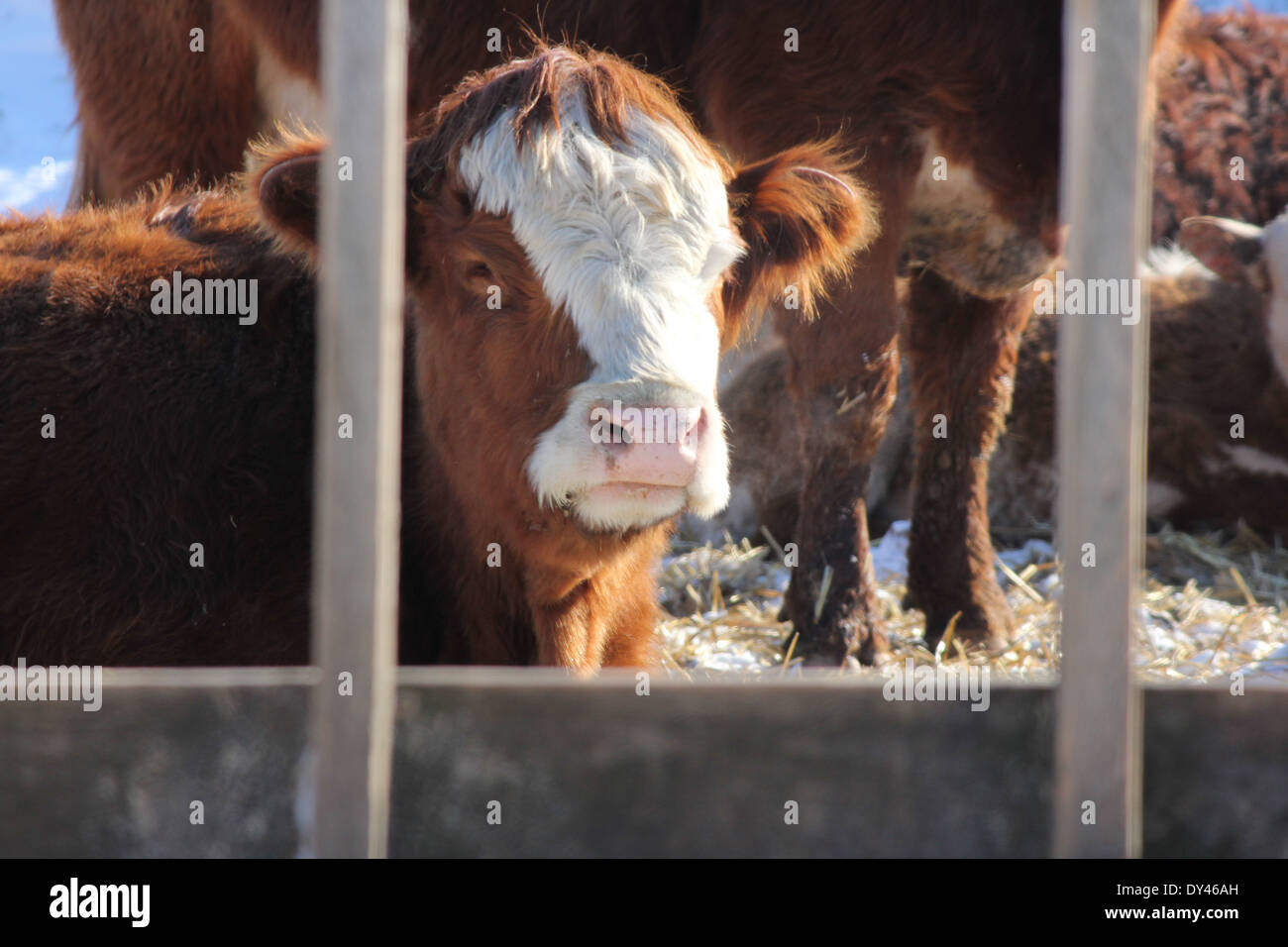 Mucca guardando fuori tra i pioli nella barriera di un'azienda-area di trasferimento. Foto Stock