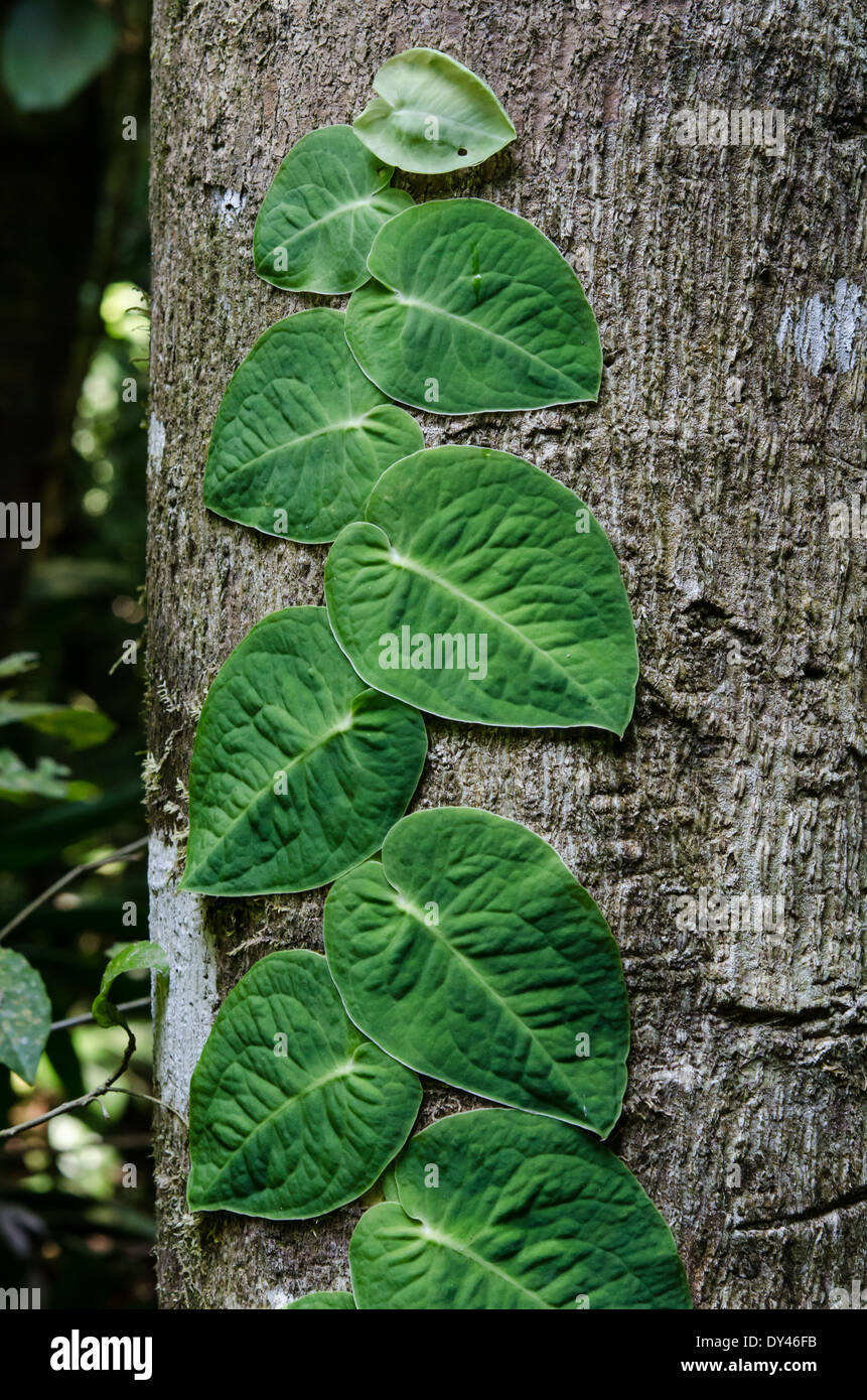 Un vitigno con grandi foglie verdi la graffatura sul tronco di un albero. Monteverde in Costa Rica. Foto Stock