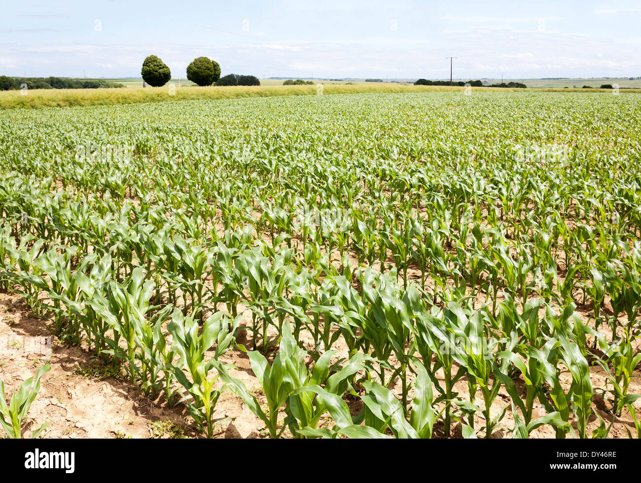 Verde giovane campo di mais sulla giornata di sole in Francia Foto Stock