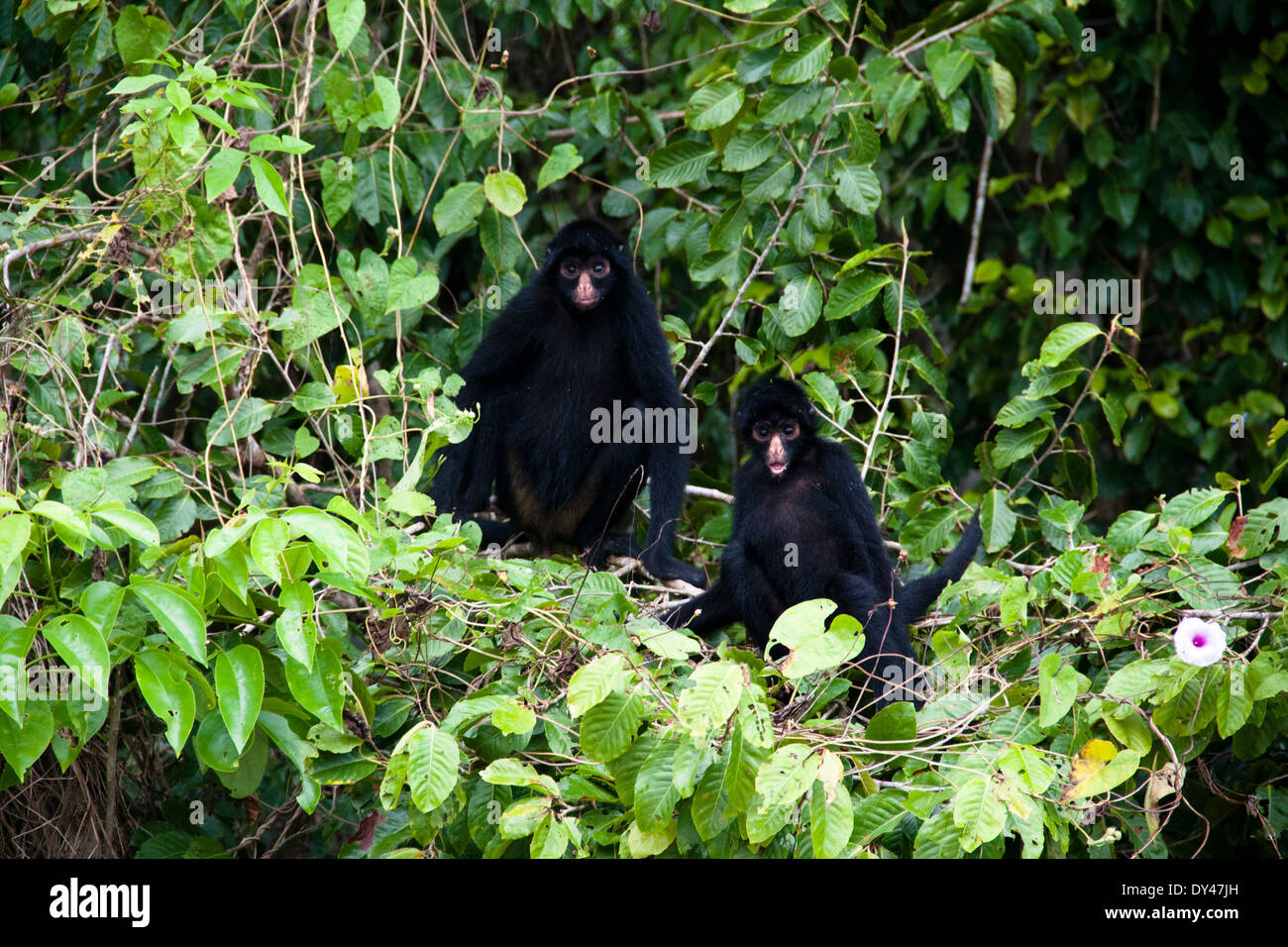 Scimmie ragno nella foresta amazzonica Foto Stock