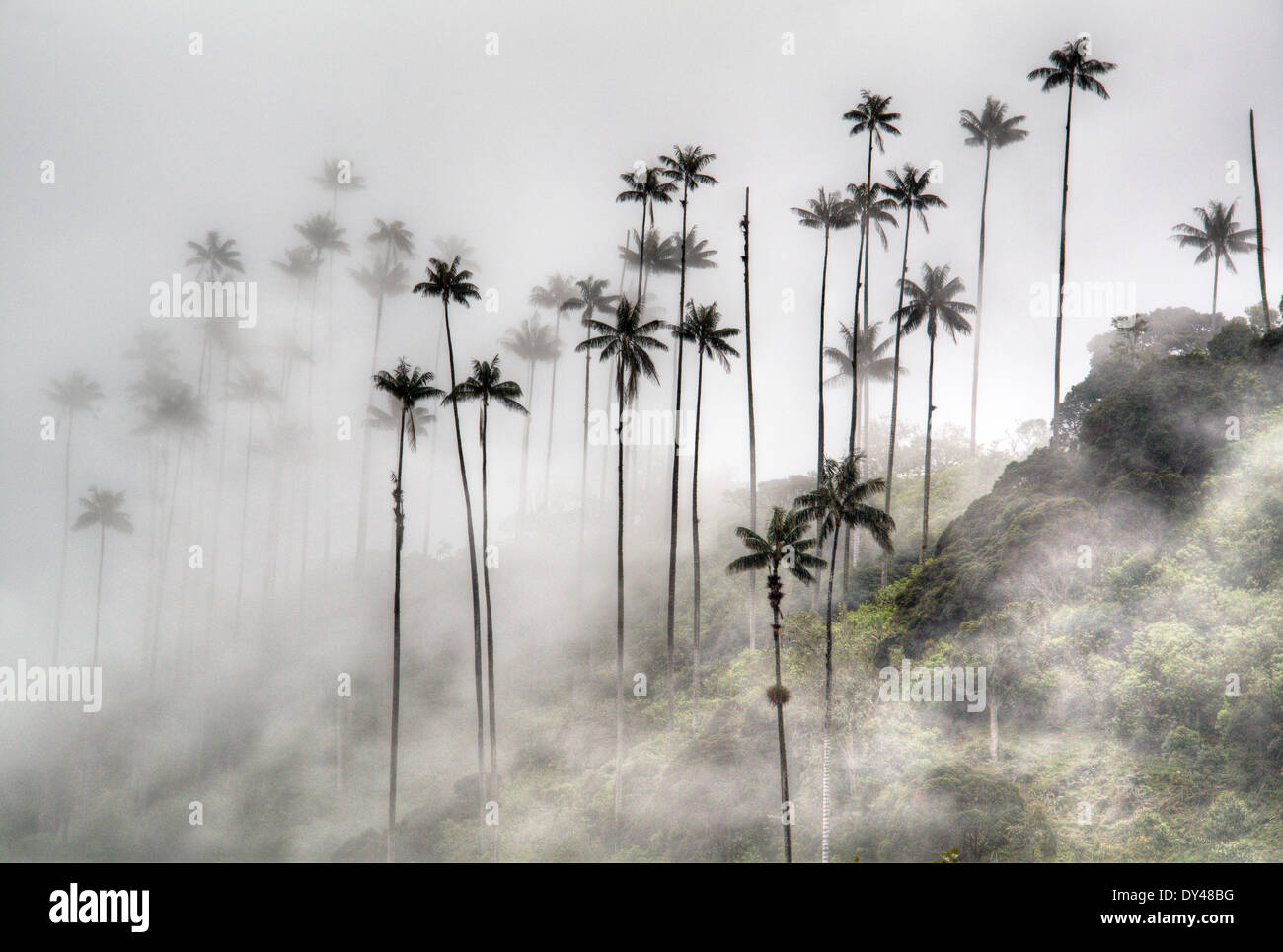 La valle del Cocora nei pressi di Salento, Colombia Foto Stock