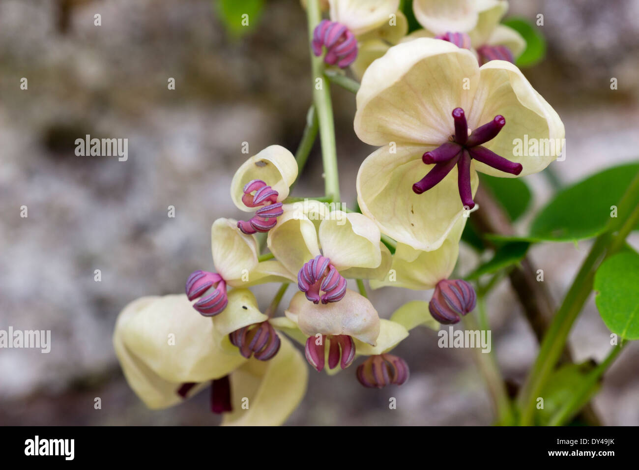 Forma di crema di cioccolato in vigna, Akebia quinata, mostrando maschio più piccoli e più grandi fiori femminili Foto Stock