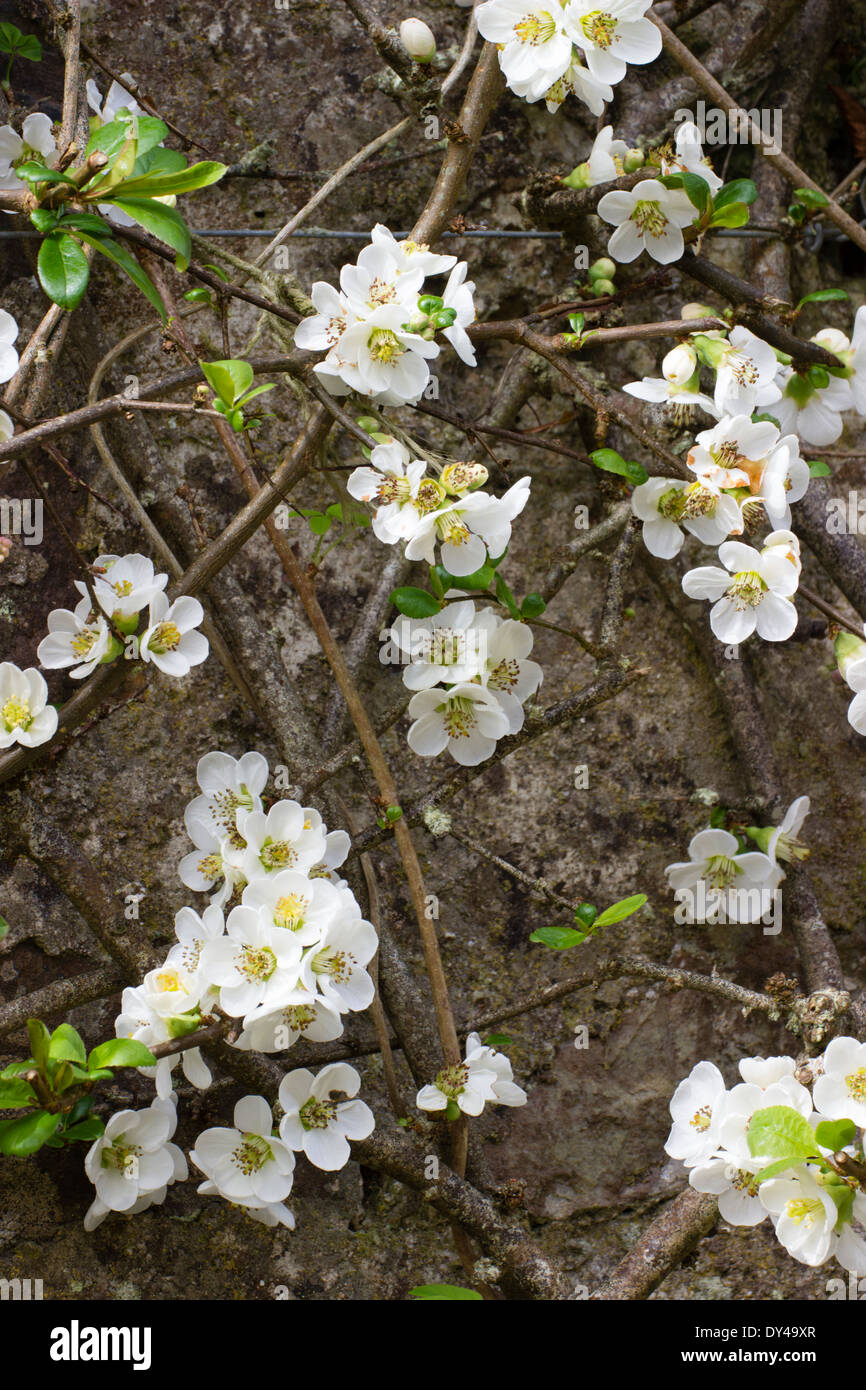 I fiori bianchi primaverili del giapponese mela cotogna, Chaenomeles speciosa 'Nivalis', addestrati contro una parete. Foto Stock