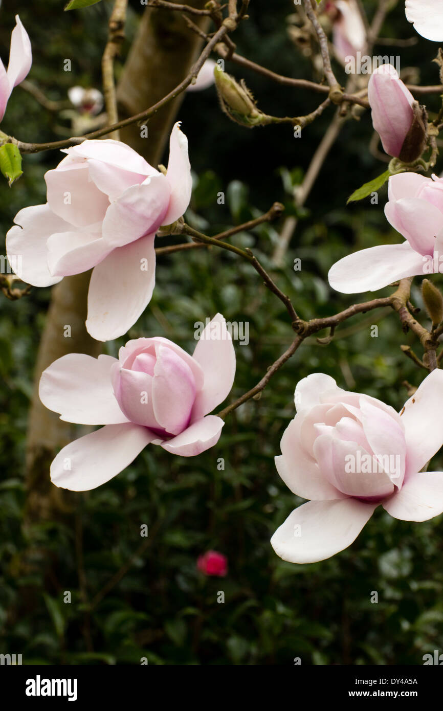 I fiori del piccolo albero Magnolia 'Iolanthe' in un giardino della Cornovaglia Foto Stock