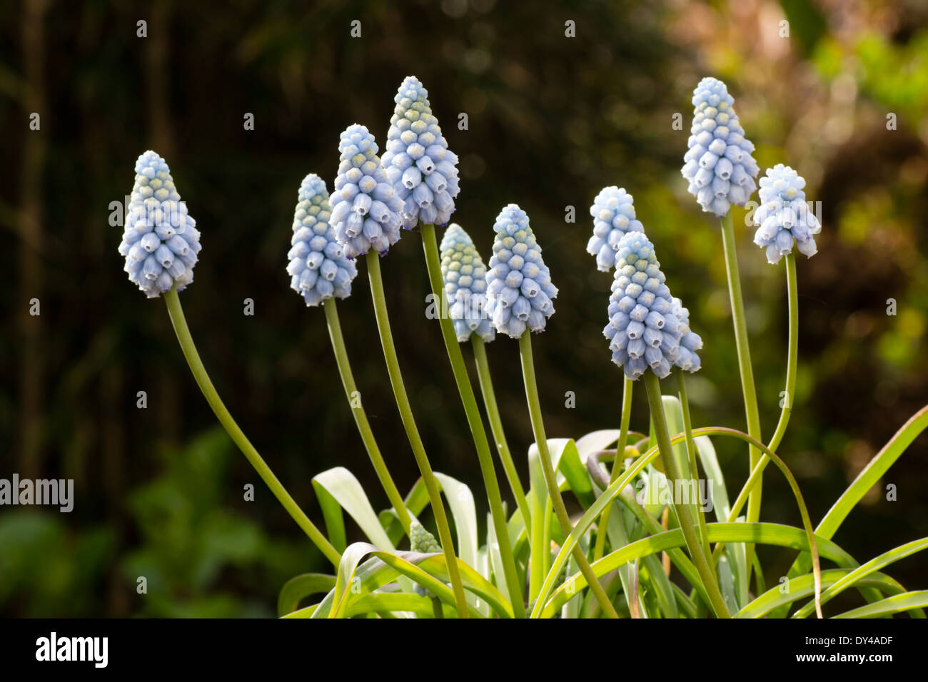 Blu pallido fiori di primavera lampadina, Muscari armenaicum 'Valerie Finis', in un giardino di Plymouth Foto Stock