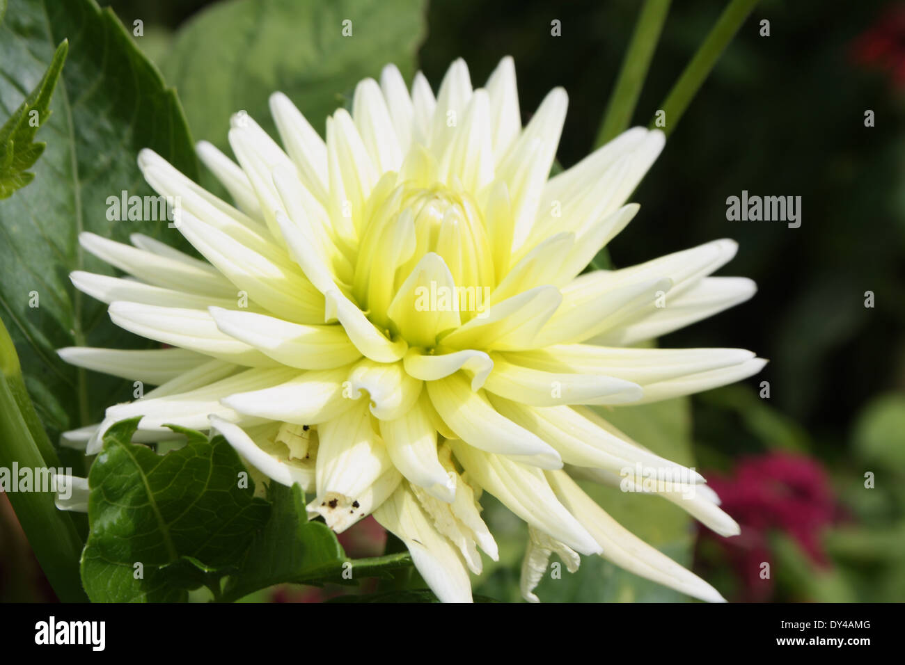 Un petalo bianco fiore. Foto Stock