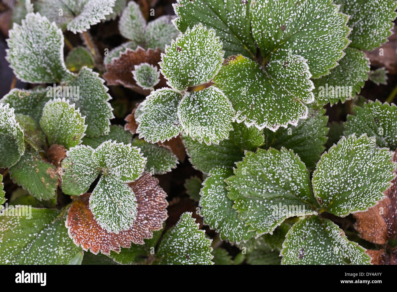 Fragaria. Frost fragole ricoperte di foglie in inverno. Foto Stock