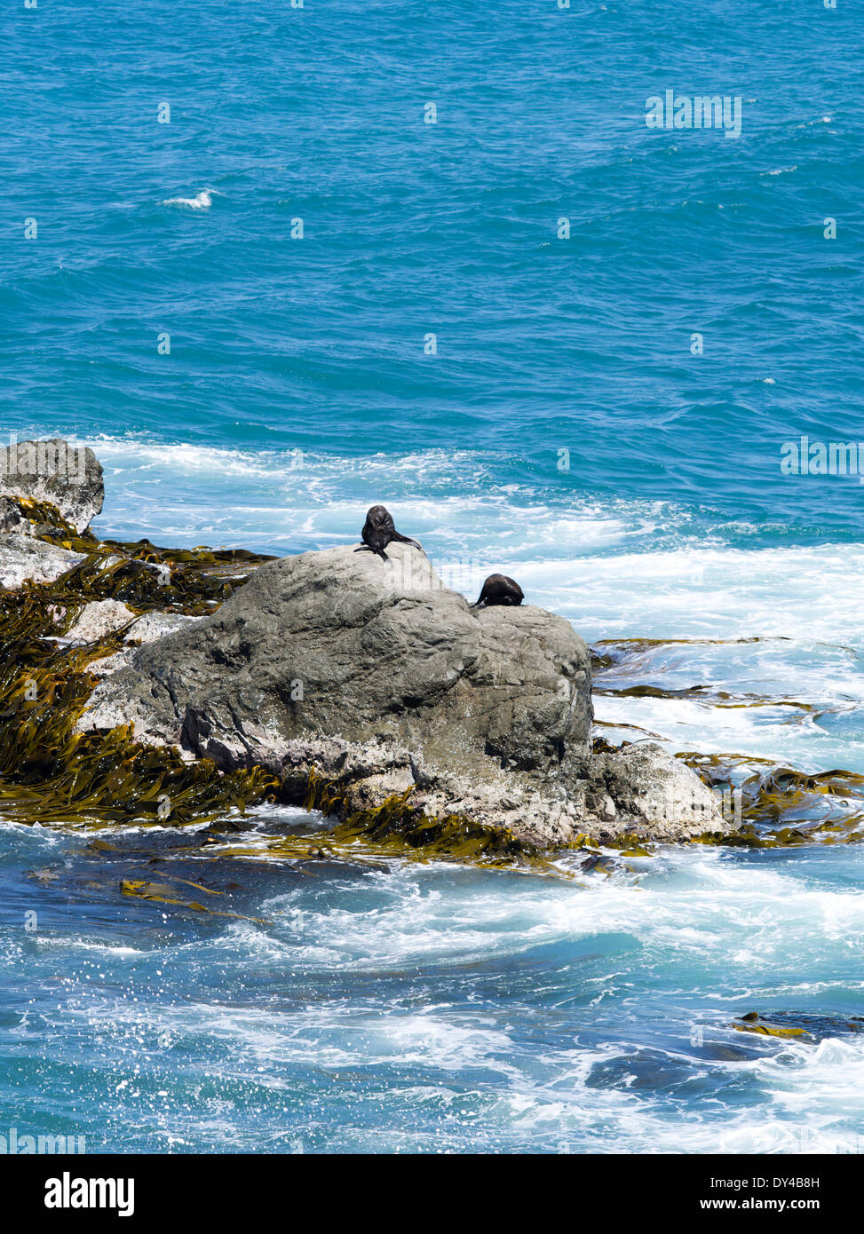 Nuova Zelanda le foche (Arctocephalus forsteri) Sun e a secco su rocce appena a nord di Half Moon Bay Bay, Canterbury, Nuova Zelanda Foto Stock