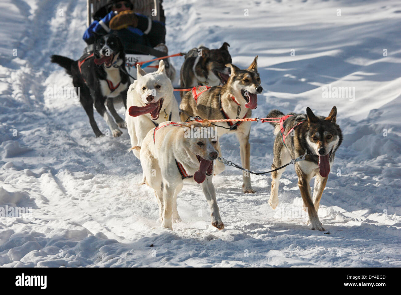 Cani Husky in esecuzione sulla neve in Finlandia e Lapponia Foto Stock