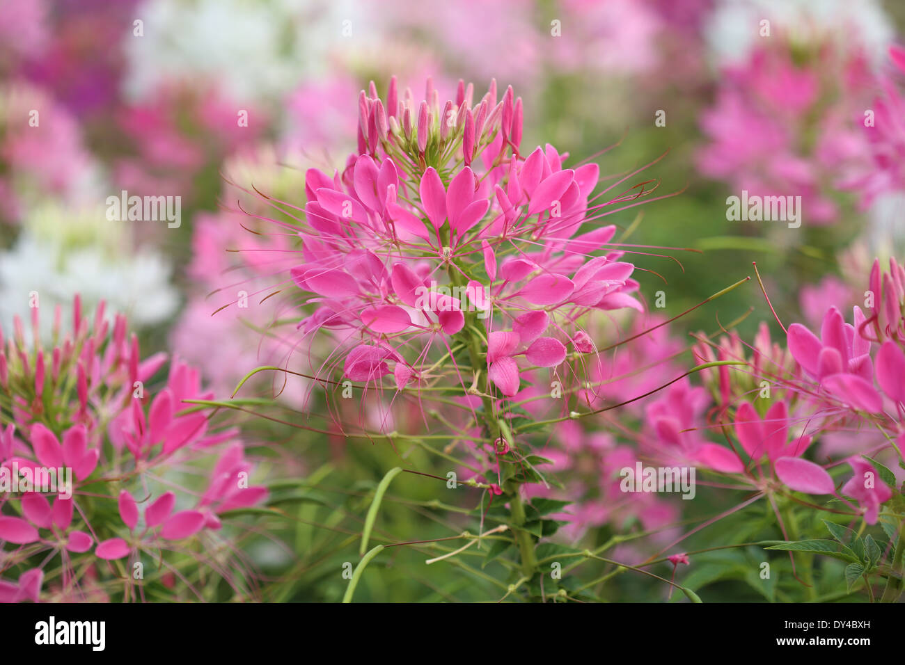 Bella spider fiore in fiore (Cleome hassleriana) Foto Stock