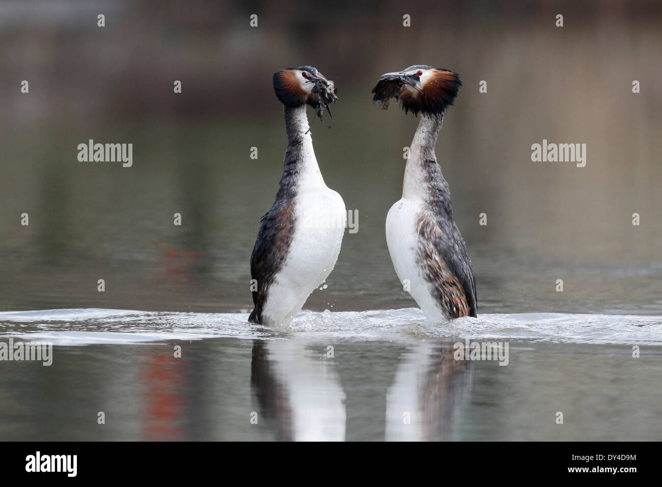 Svasso, cormorano, Podiceps cristatus, due uccelli danza di erbaccia, Shropshire, Marzo 2014 Foto Stock