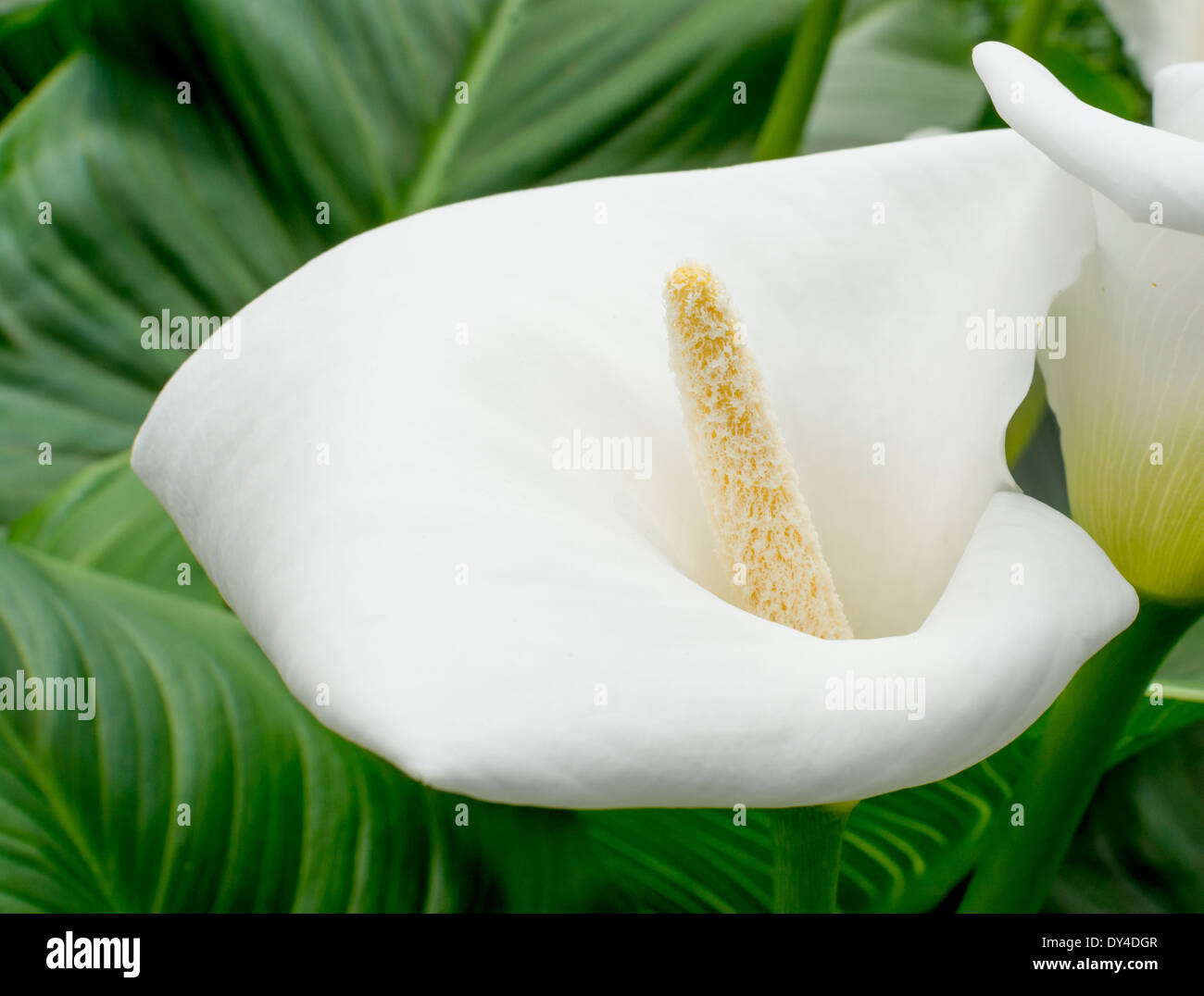 White calla lily closeup. White calla closeup con il polline sul pistillo circondato da foglie verdi. Foto Stock
