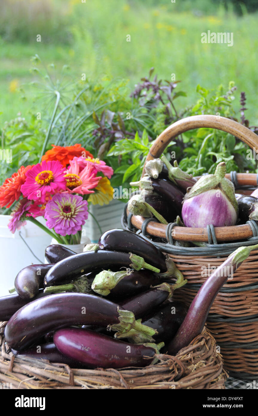 Ortaggi freschi al mercato degli agricoltori Foto Stock