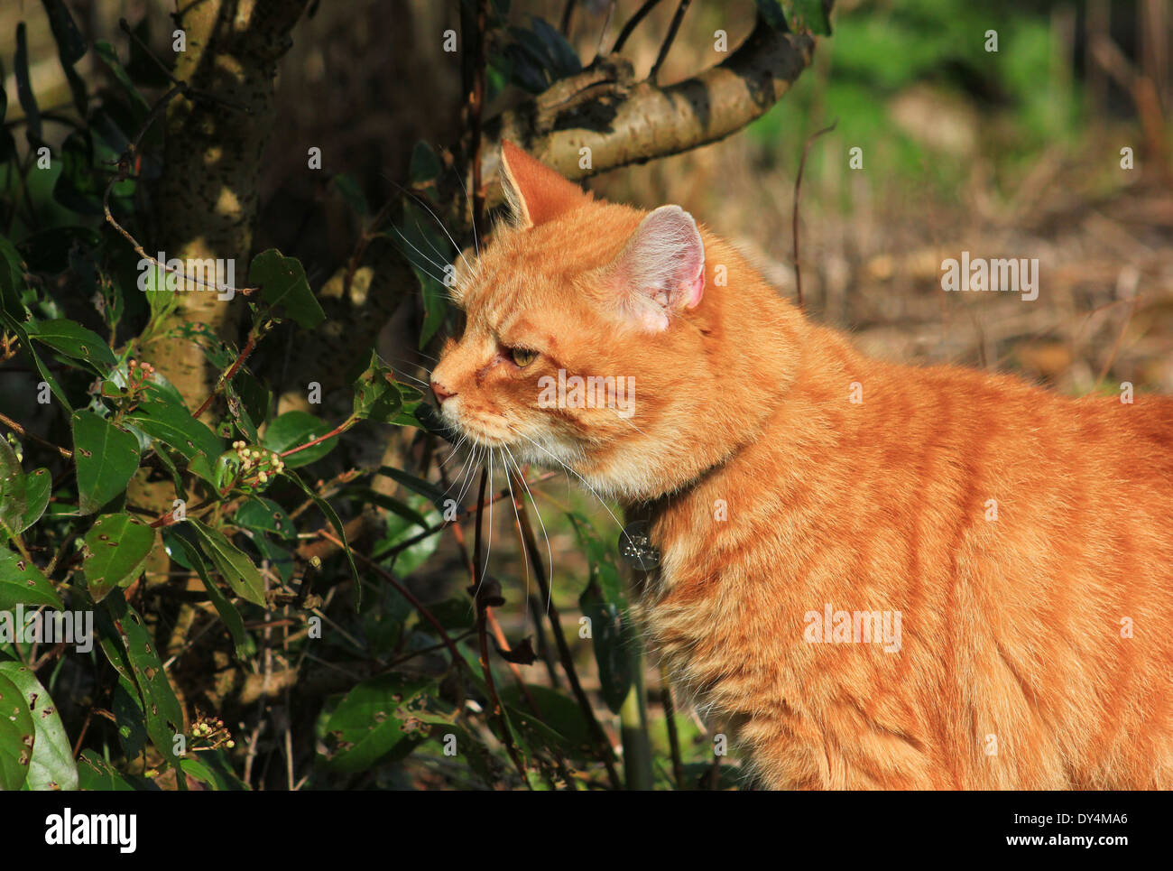 Lo zenzero cat sniffing foglie in giardino Foto Stock