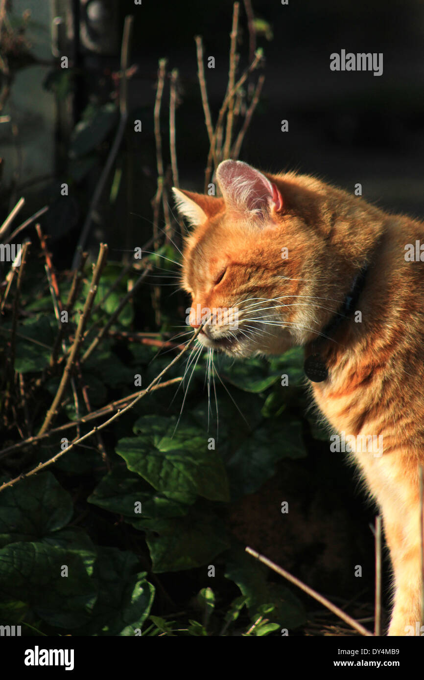 Lo zenzero cat sniffing succursale in giardino Foto Stock