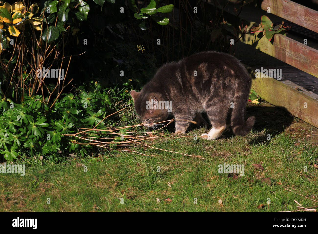 Tabby cat sniffing impianto in giardino Foto Stock