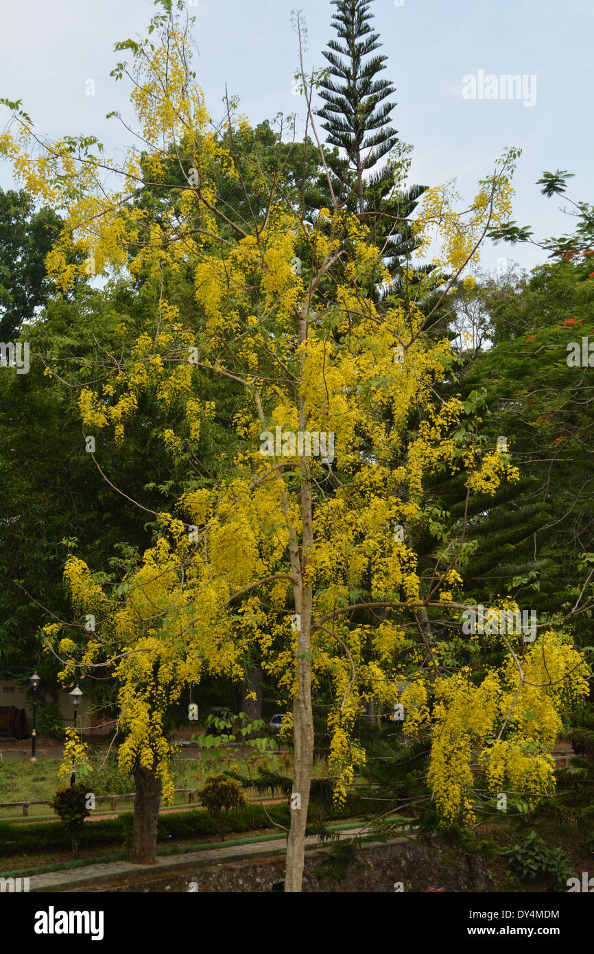 Immagine di una golden shower tree (Cassia fistola) Foto Stock