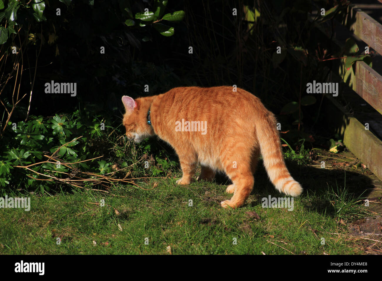 Lo zenzero cat sniffing impianto in giardino Foto Stock