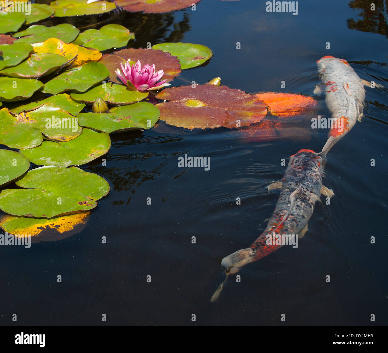 Un laghetto di gigli con un fiore di loto blooming mentre due pesci koi nuotano lungo al buio l'acqua. Foto Stock