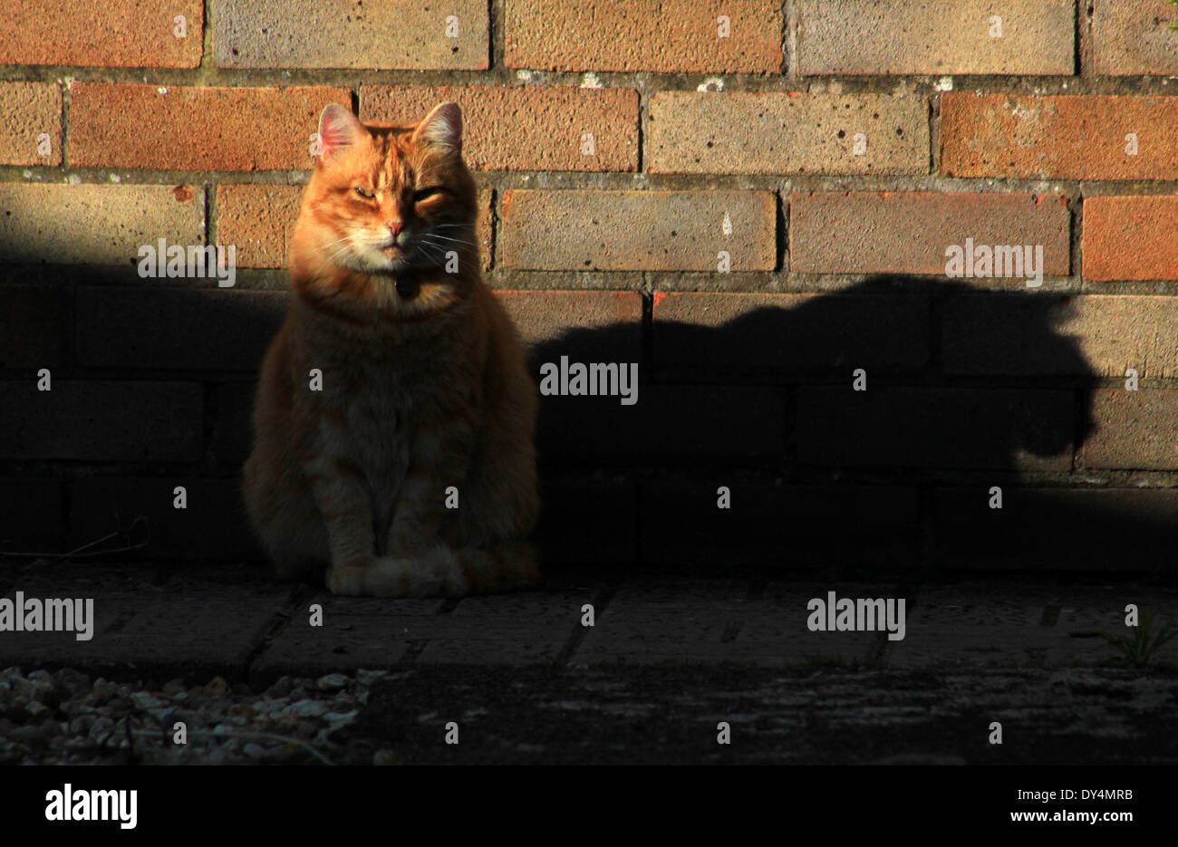 Lo zenzero cat e ombra Foto Stock