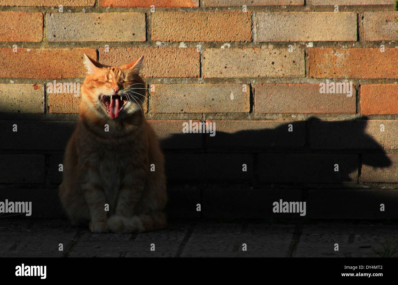 Lo zenzero cat e ombra Foto Stock