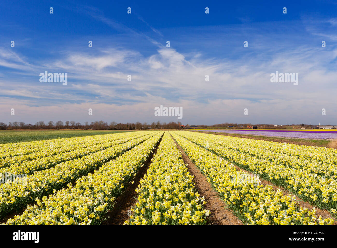 Infinite righe di daffodil fiori nei Paesi Bassi su una luminosa e soleggiata giornata Foto Stock