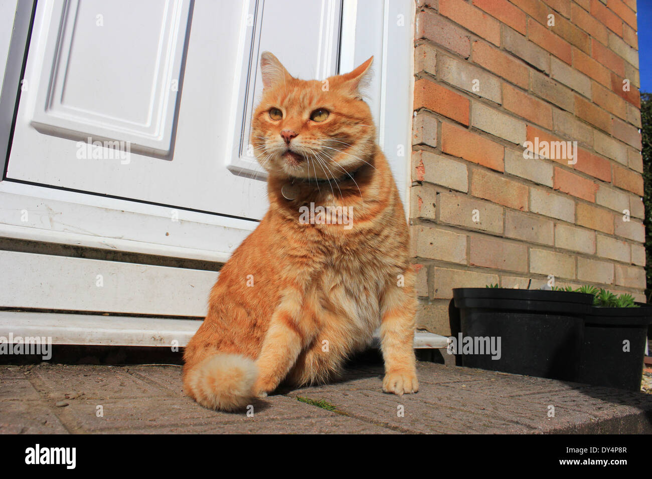 Lo zenzero cat in attesa dalla porta posteriore Foto Stock
