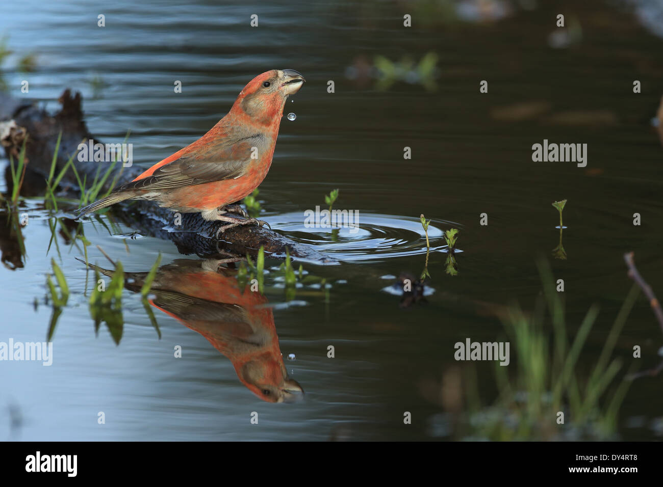 Parrot Crossbill (Loxia pytyopsittacus) Foto Stock