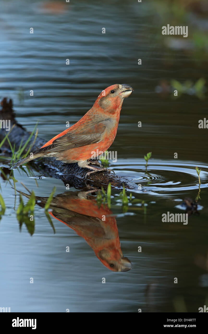 Parrot Crossbill (Loxia pytyopsittacus) Foto Stock