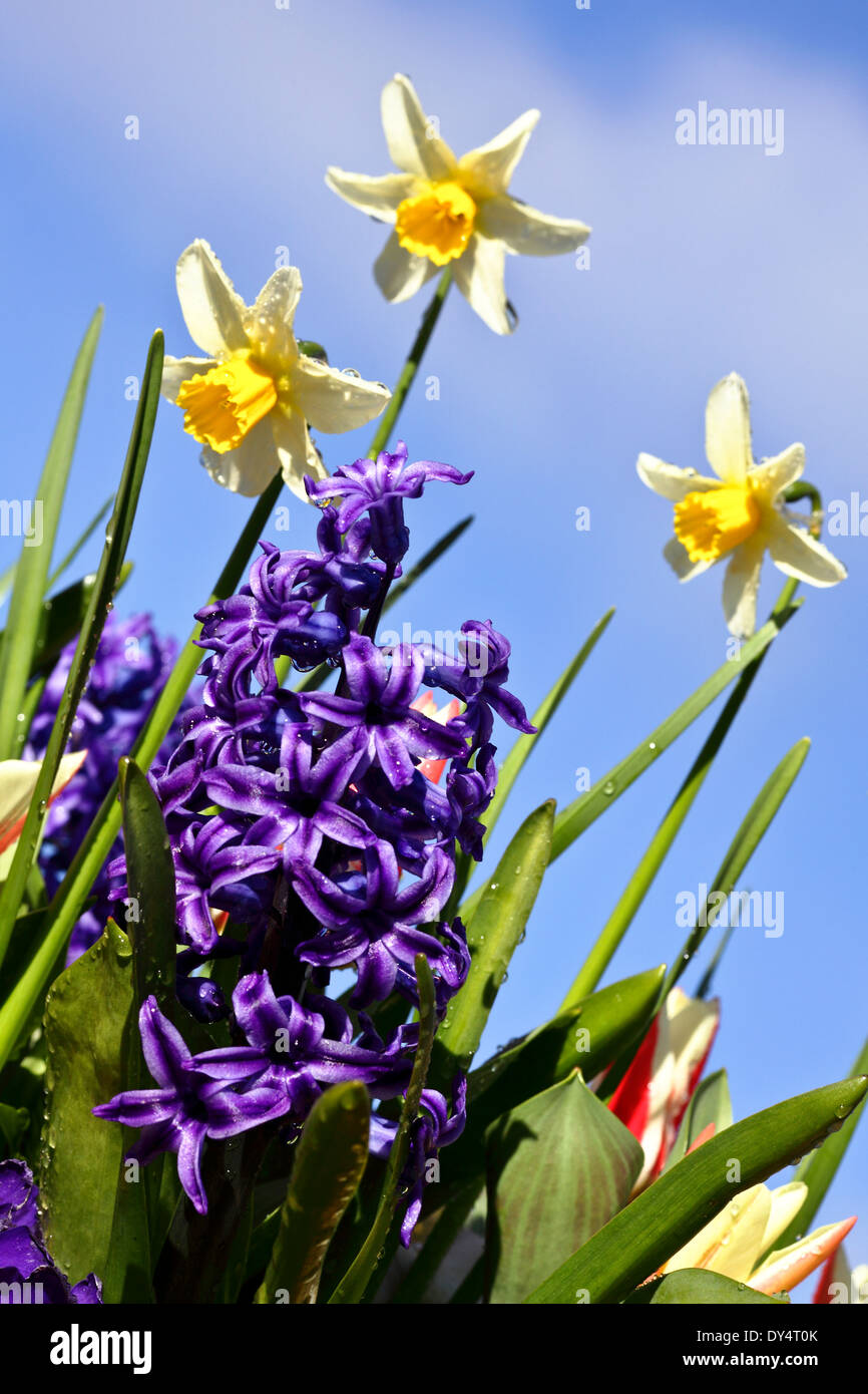 Giacinto blu e narcisi ornano queste immagini, delicatamente tutti inondati di mattina presto la rugiada e inondate di luce del sole. Foto Stock