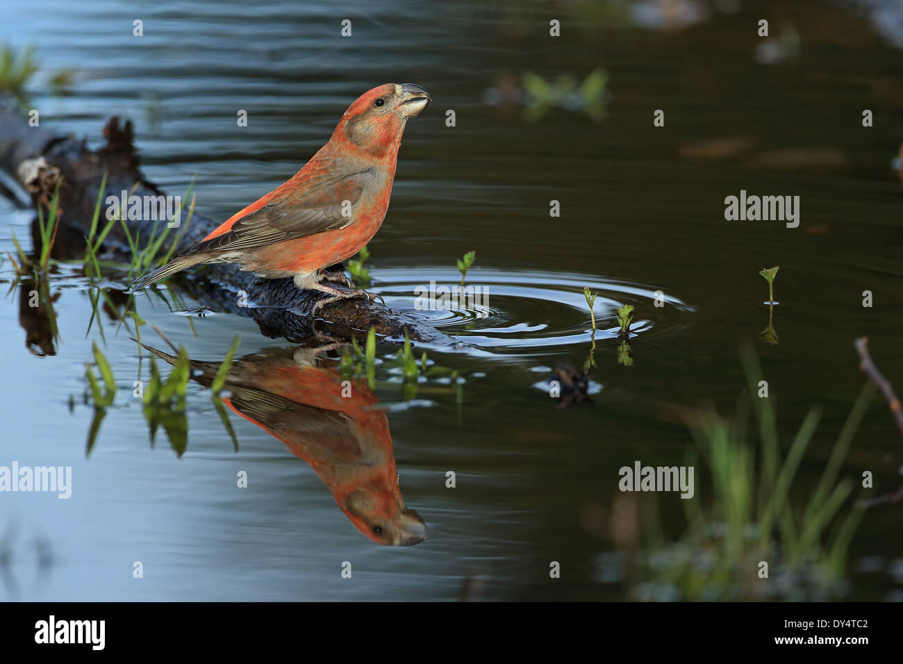 Parrot Crossbill (Loxia pytyopsittacus) Foto Stock