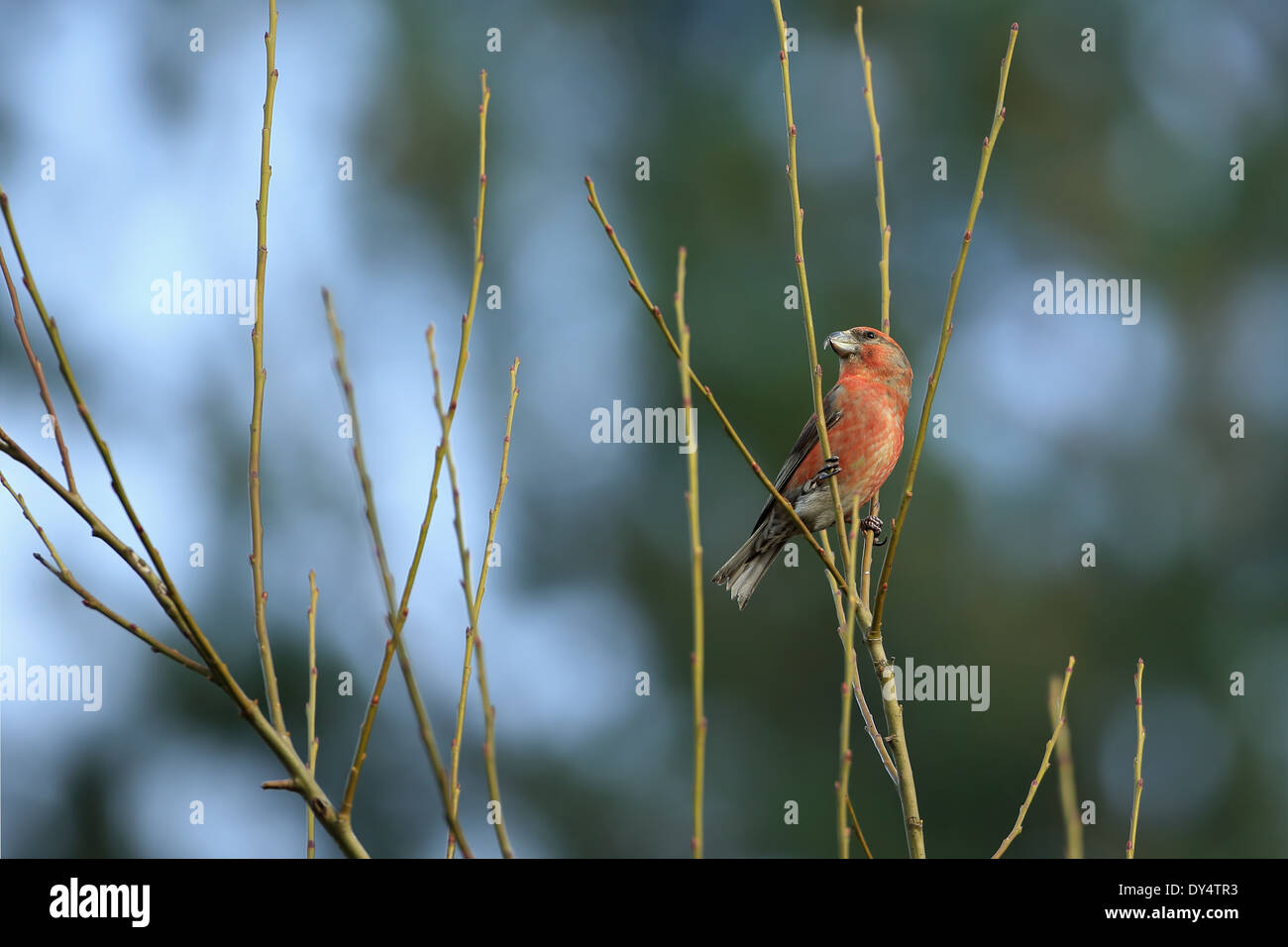 Parrot Crossbill (Loxia pytyopsittacus) Foto Stock