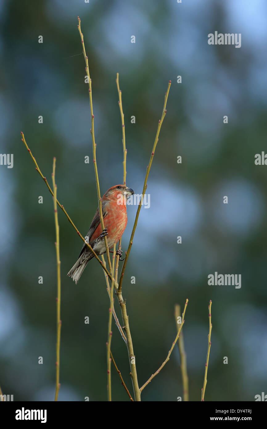 Parrot Crossbill (Loxia pytyopsittacus) Foto Stock