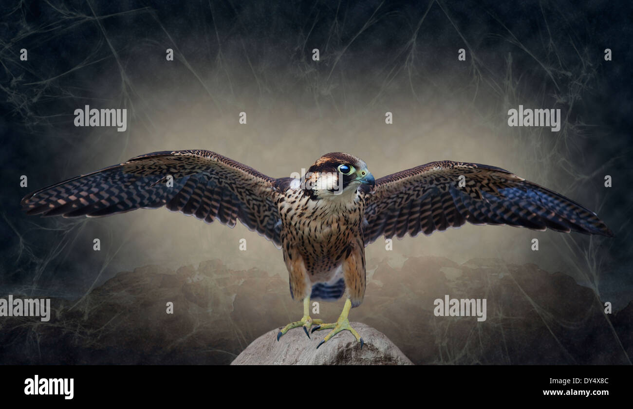 Peri-Lanner Falcon (falco peregrinus biarmicus) arte digitale Foto Stock