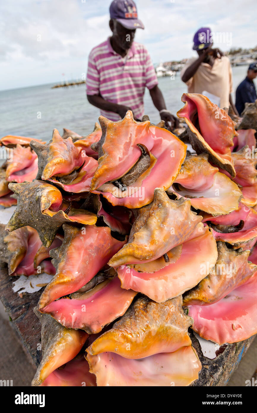 Live conch freschi al mercato del pesce fresco Montagu beach a Nassau,  Bahamas Foto stock - Alamy
