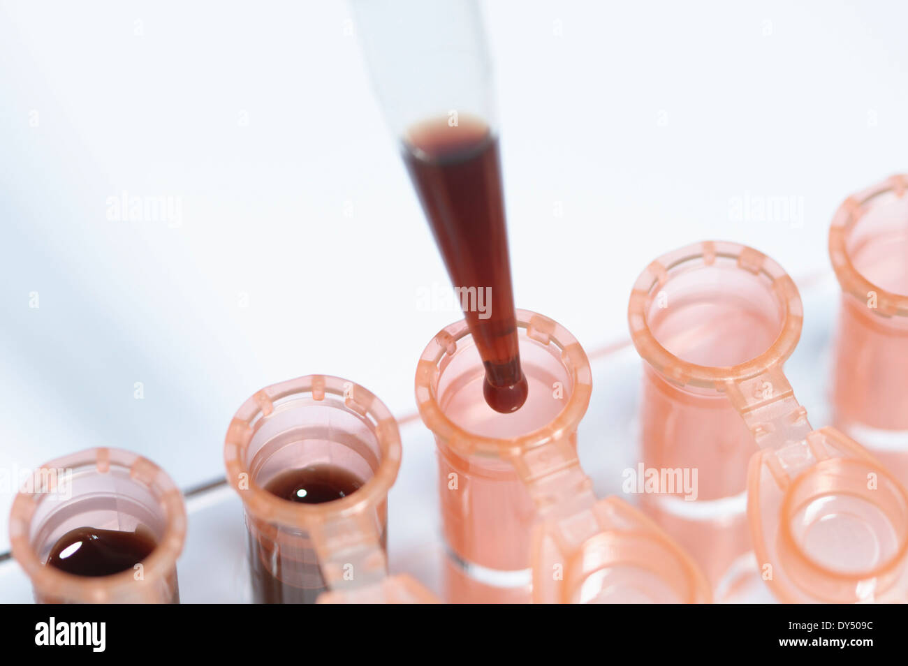 Sangue sintetico prove del sangue di una micropipetta di precisione è utilizzato per riempire provette per microcentrifuga con sangue di essere testato pipette Foto Stock
