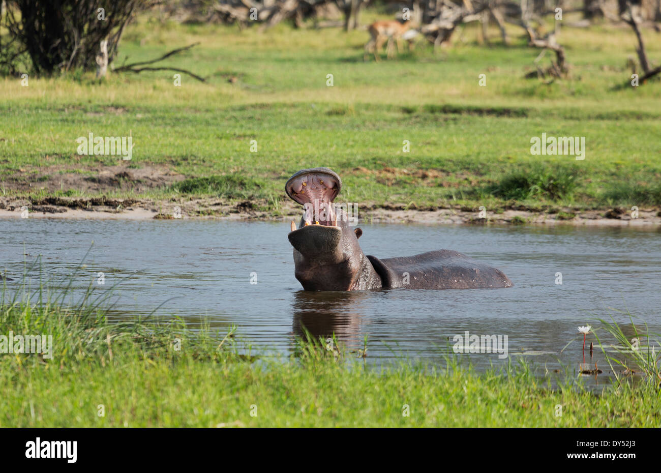 Sbadigliare Ippona (Hippopotamus amphibius) Foto Stock