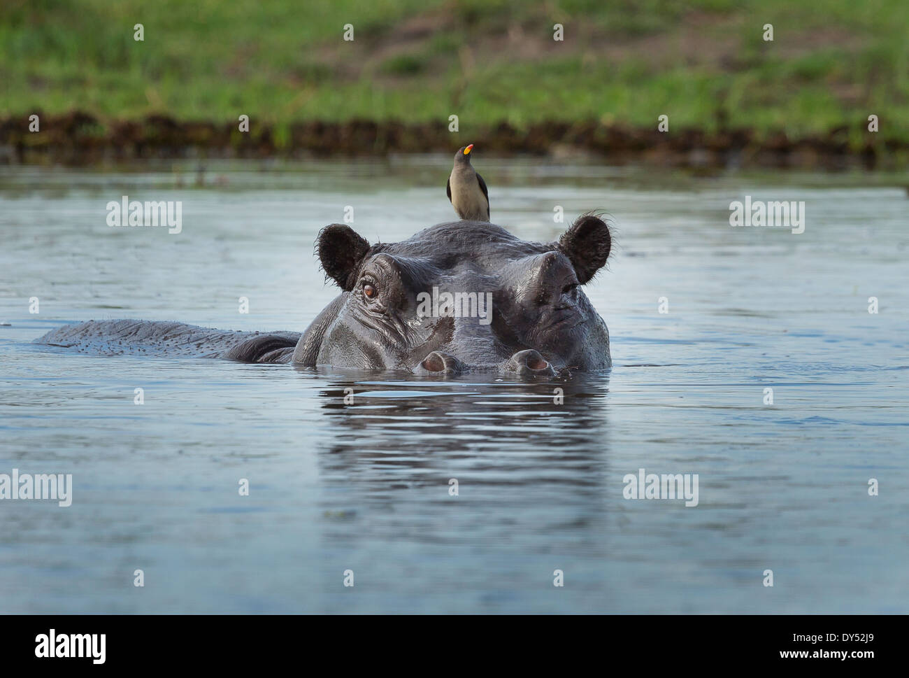 Oxpecker su Ippona (Hippopotamus amphibius) Foto Stock