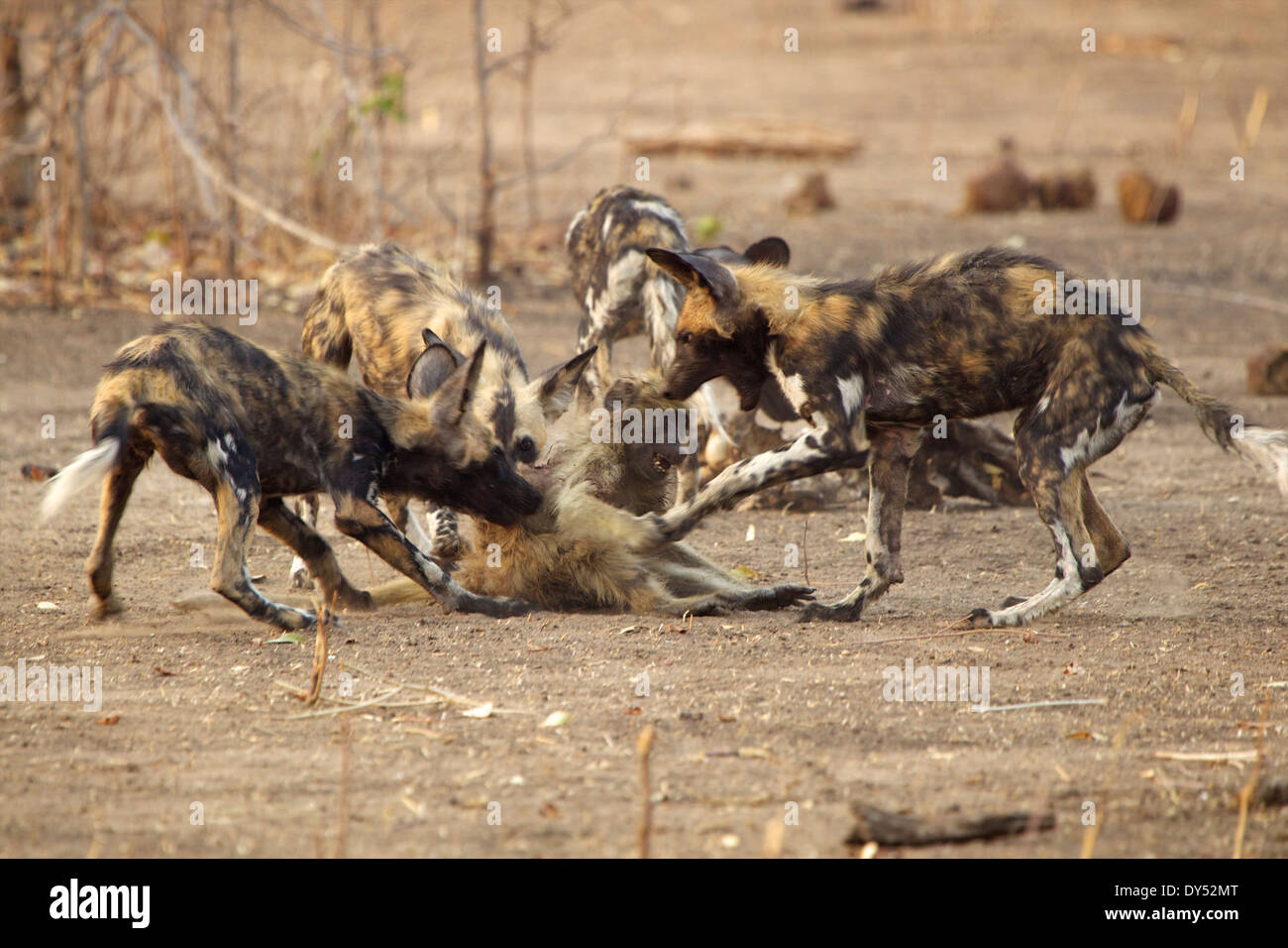 African cani selvatici Lycaon pictus sul novellame di babbuino Papio cynocephalus ursinus adulti catturati tre capretti babbuini & diede Foto Stock