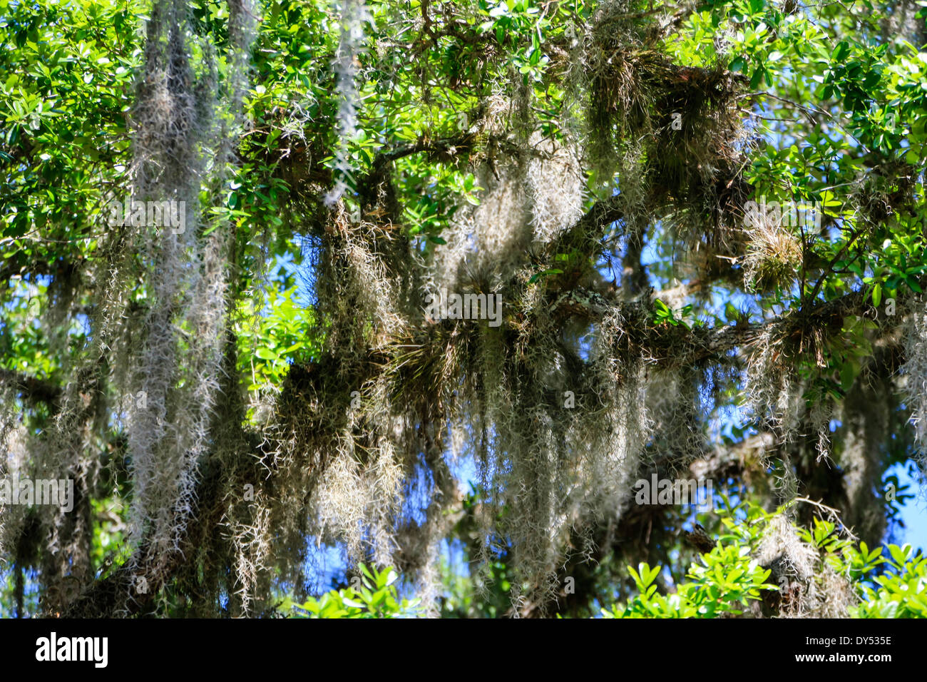 Muschio spagnolo sempre presente negli alberi del sud degli Stati Uniti d'America Foto Stock