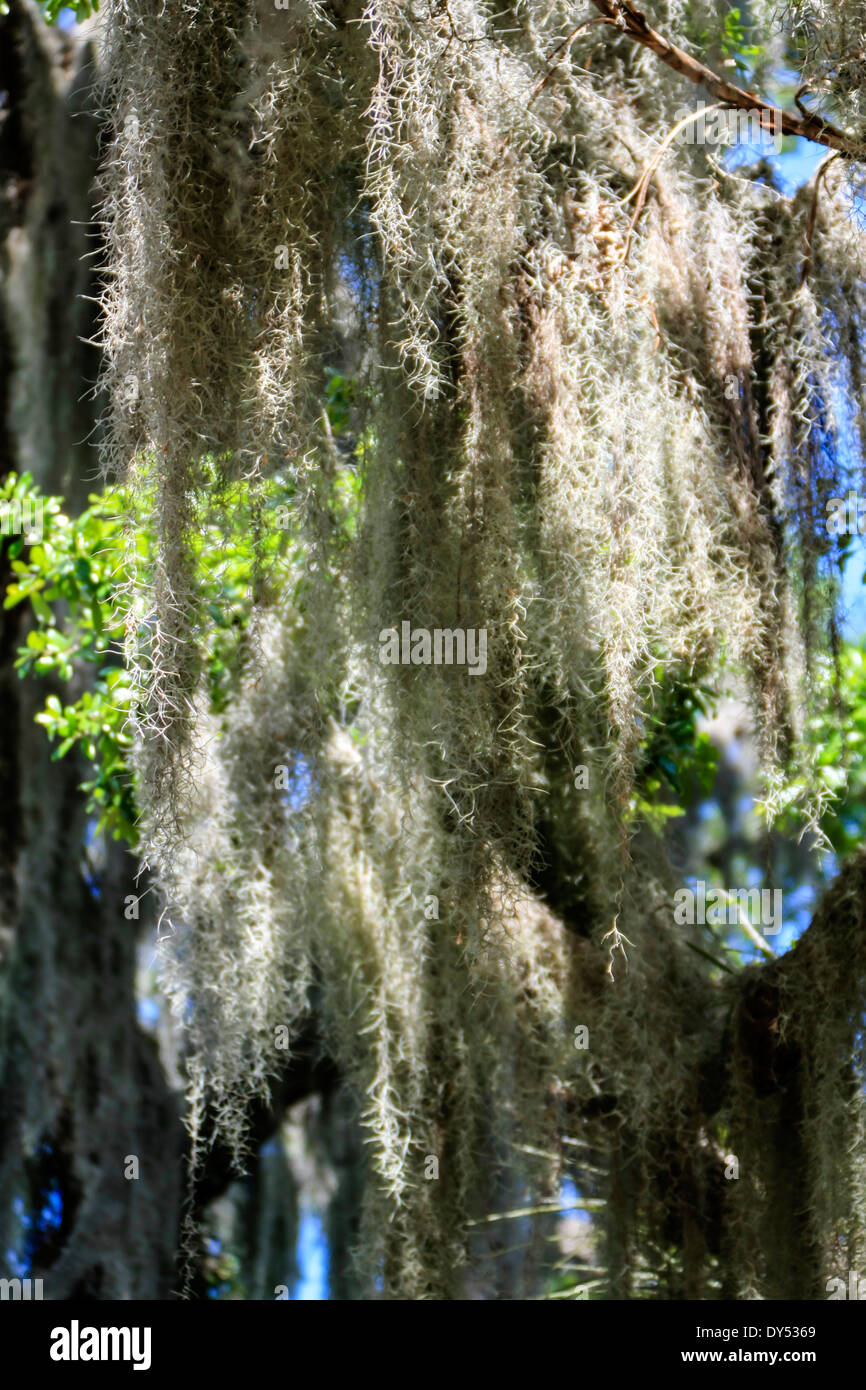 Muschio spagnolo sempre presente negli alberi del sud degli Stati Uniti d'America Foto Stock