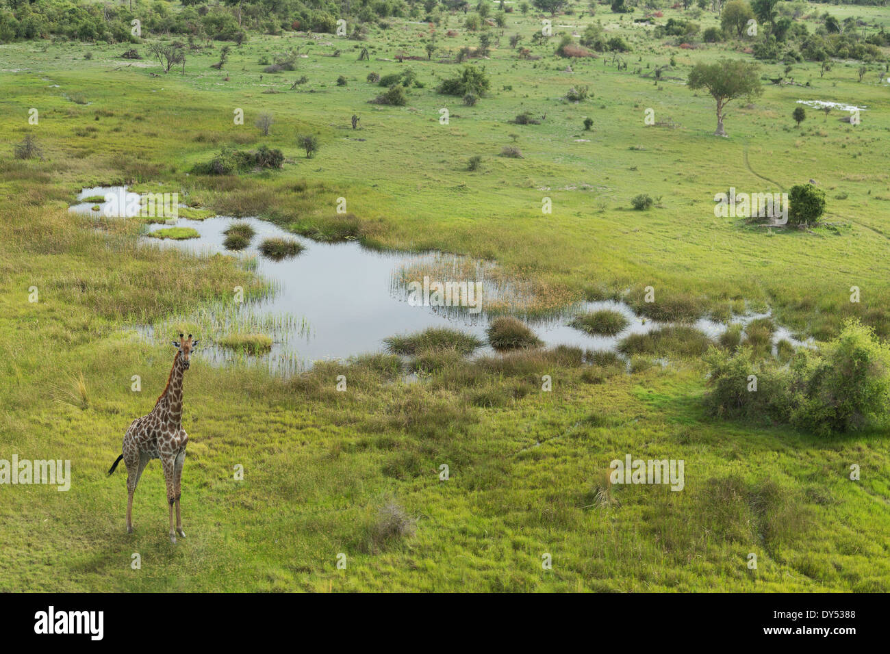 Vista aerea della giraffa, Okavango Delta, Chobe National Park, Botswana, Africa Foto Stock