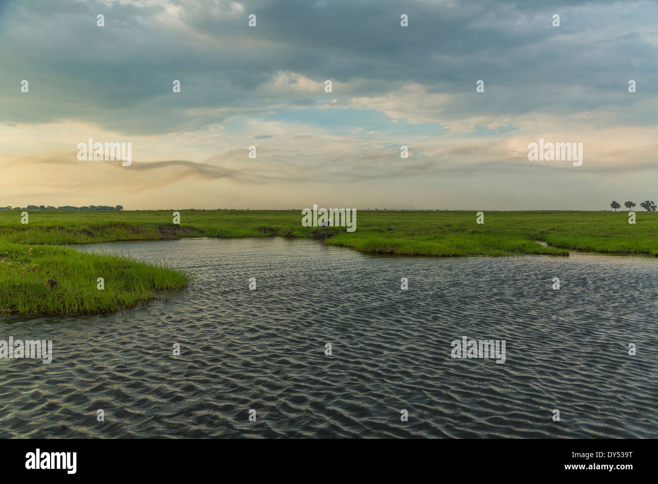 Acqua e pascoli, Kasane, Chobe National Park, Botswana, Africa Foto Stock