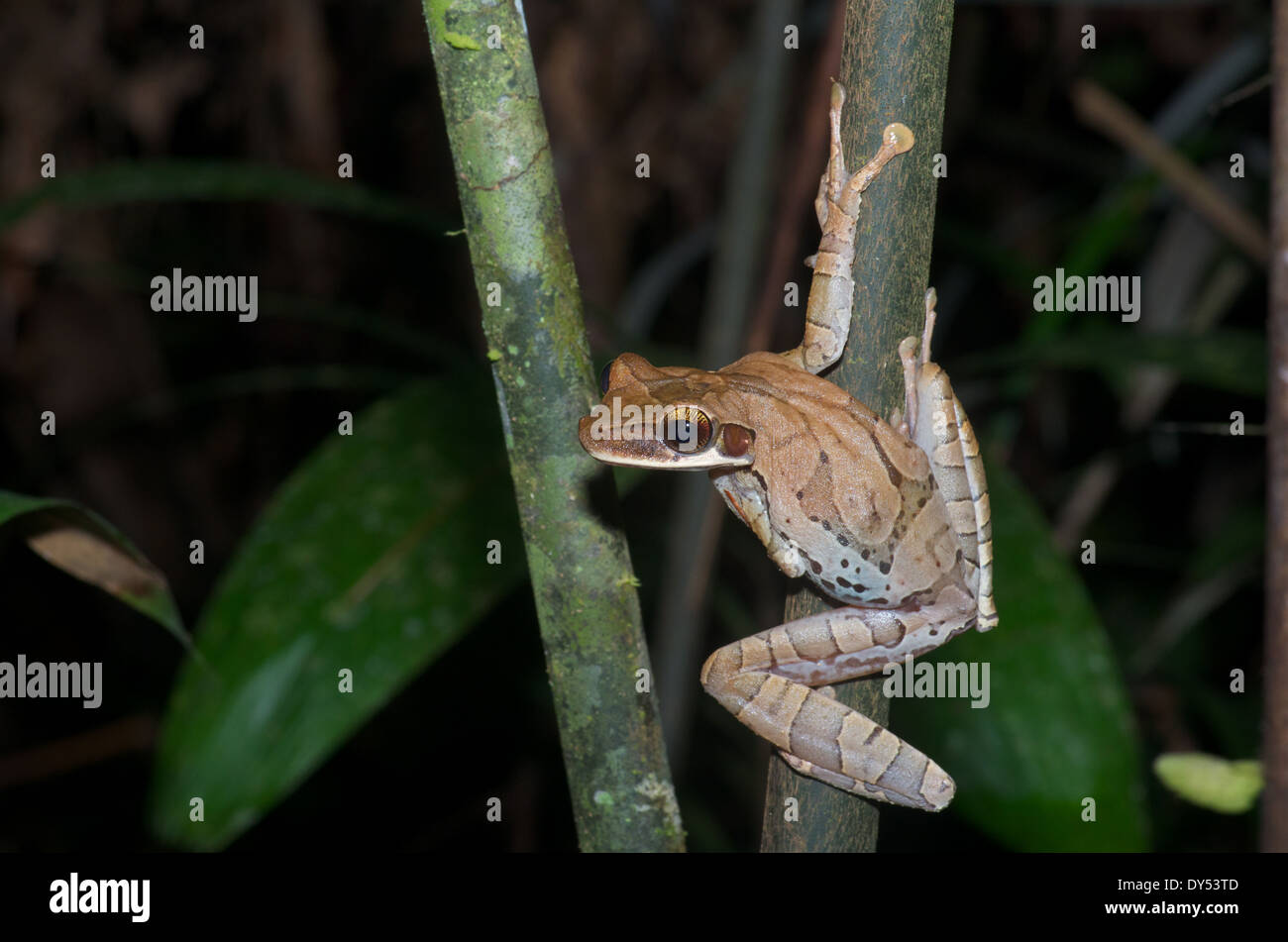 Una a testa piatta Treefrog Bromeliad (Osteocephalus planiceps) pronto al salto di distanza nella foresta pluviale amazzonica di Loreto, Perù. Foto Stock