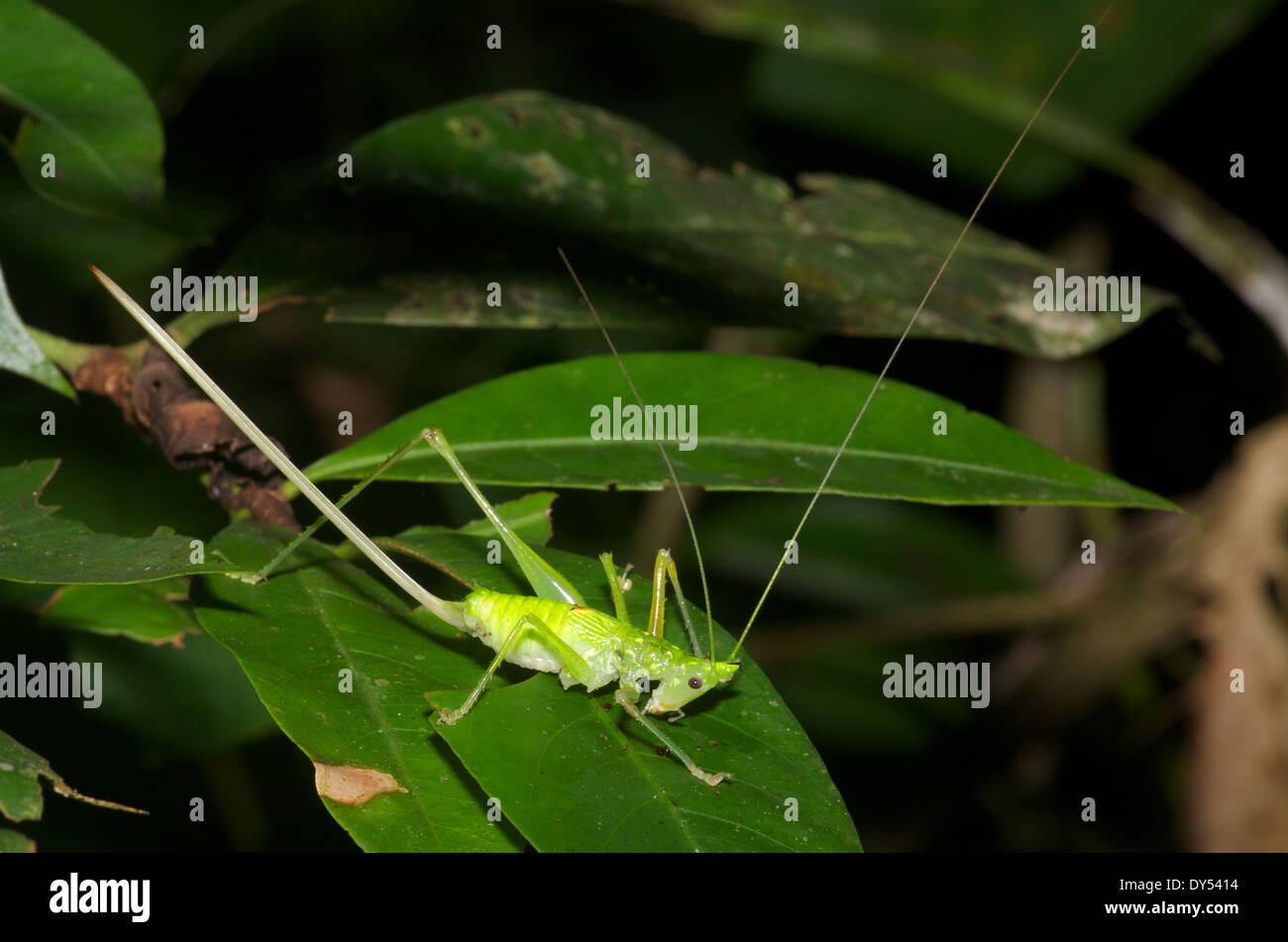 Un cono di nocturnal capo-katydid nella foresta amazzonica in Loreto, Perù. Foto Stock