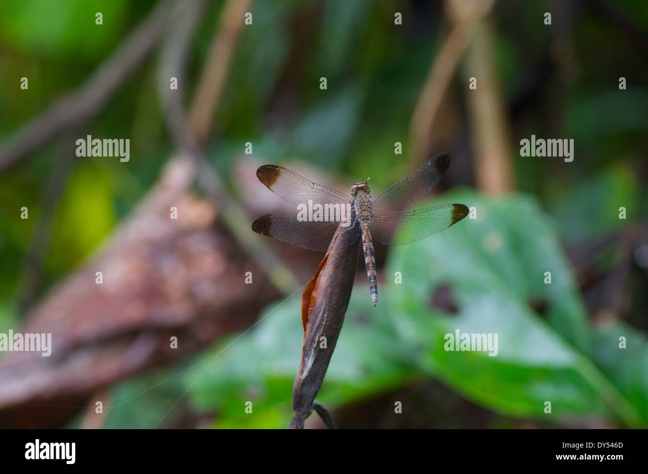 Un tan corposo dragonfly con parafango nero suggerimenti arroccato su una foglia secca nel bacino amazzonico del Perù. Foto Stock