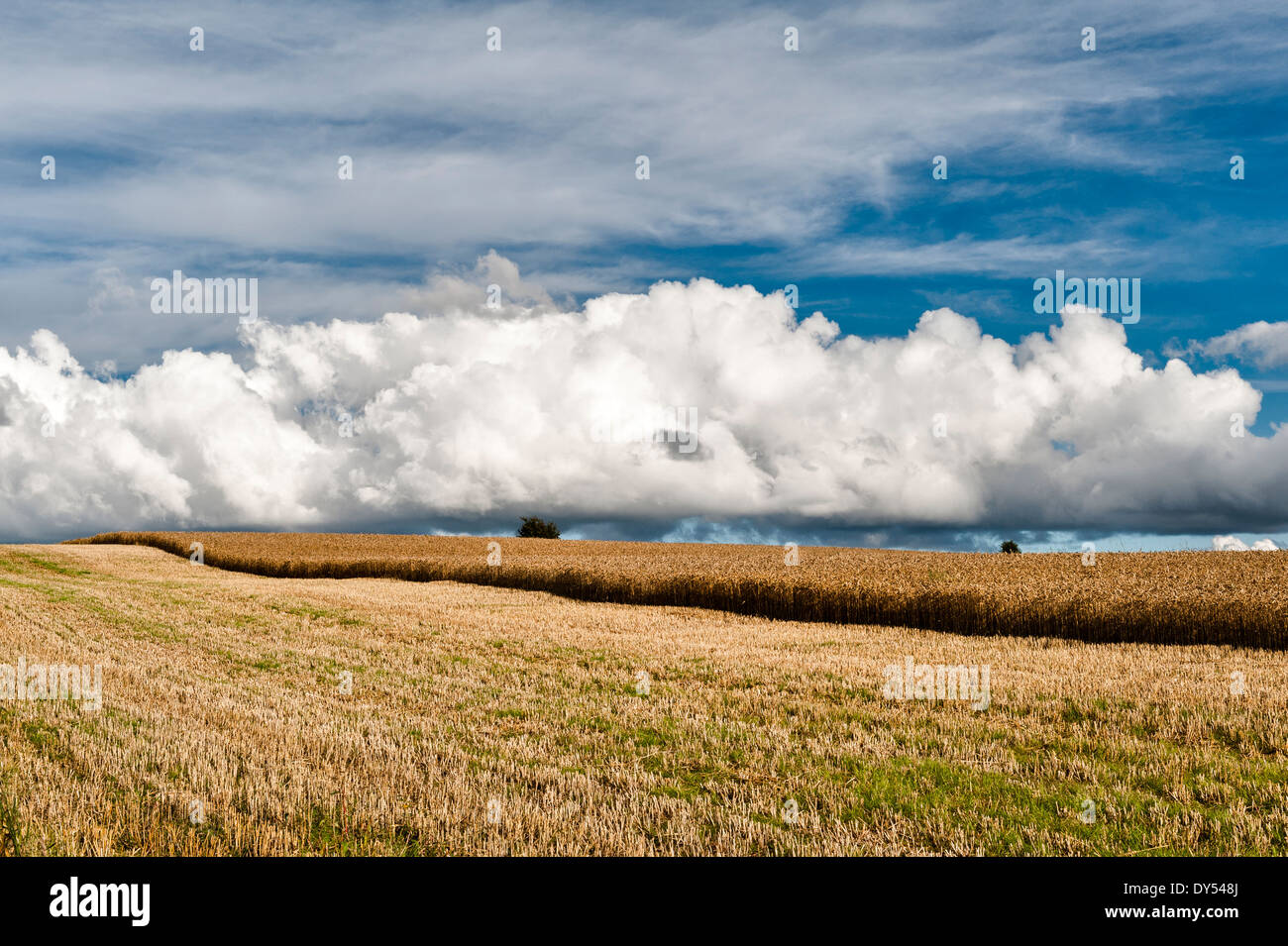 Cumulus nuvole su un campo parzialmente tagliato di orzo maturo su Stonewall Hill vicino Knighton, Powys, Regno Unito Foto Stock